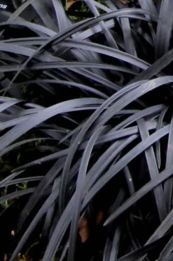 Black Mondo Grass (Ophiopogon Planiscapus 'Nigrescens') - 6 Pack Of Pint Pots -SHRUBS and BUSHES Store Mondo Grass Black 10
