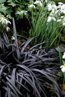 Black Mondo Grass (Ophiopogon Planiscapus 'Nigrescens') - 6 Pack Of Pint Pots -SHRUBS and BUSHES Store Mondo Grass Black 11