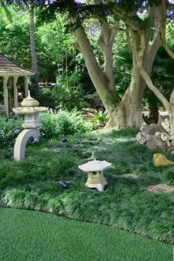 Tall Mondo Grass - 1 Gallon Pot -SHRUBS and BUSHES Store Mondo Grass Black 25 1