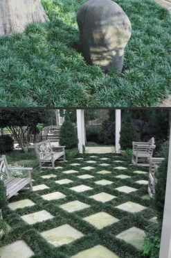 Dwarf Mondo Grass - 32 Pack Of 2.5" Pots -SHRUBS and BUSHES Store Mondo Grass Dwarf Rev 500x750 2