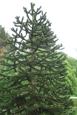 Monkey Puzzle Tree - Araucaria Auracana - 2 Gallon Pot -SHRUBS and BUSHES Store Monkey Puzzle Tree 2