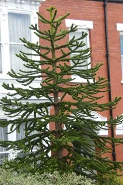 Monkey Puzzle Tree - Araucaria Auracana - 3 Gallon Pot -SHRUBS and BUSHES Store Monkey Puzzle Tree 3 1