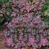 Harbor Belle Dwarf Nandina - 1 Gallon Pot 1 Harbor Belle Dwarf Nandina - 1 Gallon Pot -SHRUBS and BUSHES Store Nandina Harbor Belle 16