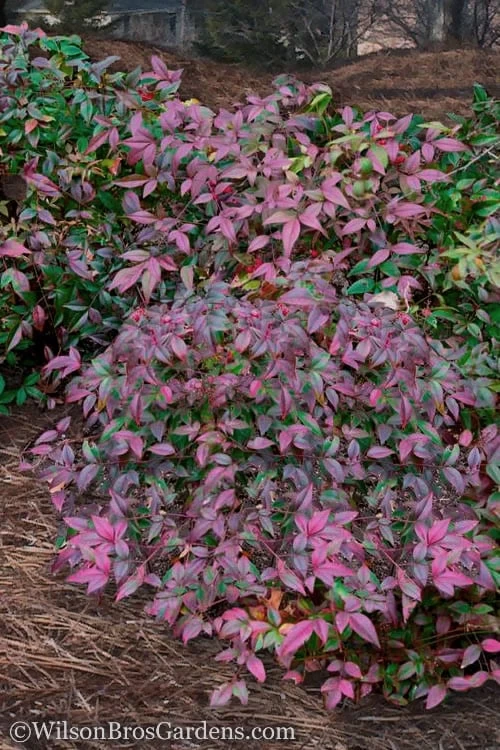 Harbor Belle Dwarf Nandina - 1 Gallon Pot 3 Harbor Belle Dwarf Nandina - 1 Gallon Pot