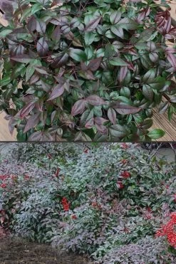 Harbor Belle Dwarf Nandina - 1 Gallon Pot 12 Harbor Belle Dwarf Nandina - 1 Gallon Pot -SHRUBS and BUSHES Store Nandina Harbor Belle 500x750 1