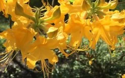 Admiral Semmes Native Azalea - Rhododendron - 3 Gallon Pot 17 Admiral Semmes Native Azalea - Rhododendron - 3 Gallon Pot -SHRUBS and BUSHES Store Native Azalea Admiral Semmes 12