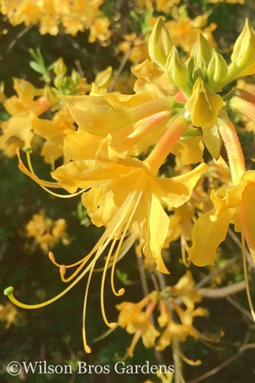 Admiral Semmes Native Azalea - Rhododendron - 3 Gallon Pot 3 Admiral Semmes Native Azalea - Rhododendron - 3 Gallon Pot
