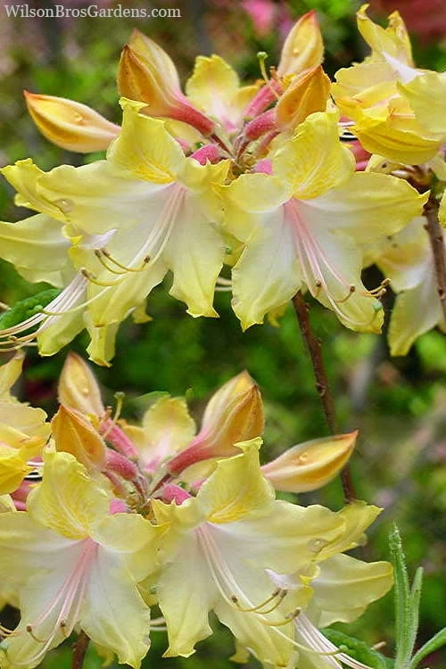 Clear Creek Aromi Azalea (Rhododendron) - 1 Gallon Pot 3 Clear Creek Aromi Azalea (Rhododendron) - 1 Gallon Pot