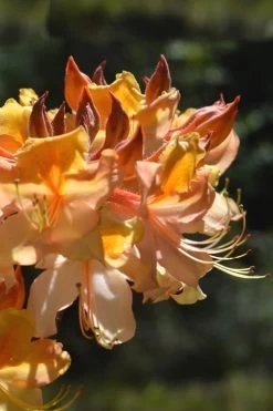 Dancing Rabbit Aromi Azalea (Rhododendron Hybrid) - 3 Gallon Pot 9 Dancing Rabbit Aromi Azalea (Rhododendron Hybrid) - 3 Gallon Pot -SHRUBS and BUSHES Store Native Azalea Dancing Rabbit 2