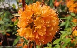 Dons Variegated Native Azalea - Rhododendron - 1 Gallon Pot 11 Dons Variegated Native Azalea - Rhododendron - 1 Gallon Pot -SHRUBS and BUSHES Store Native Azalea Dons Variegated 10