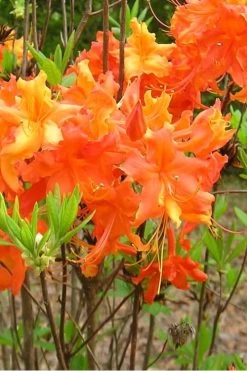 Frontier Gold Aromi Azalea (Rhododendron Hybrid) - 3 Gallon Pot -SHRUBS and BUSHES Store Native Azalea Frontier Gold 2 1