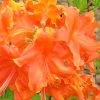 Frontier Gold Aromi Azalea (Rhododendron Hybrid) - 1 Gallon Pot -SHRUBS and BUSHES Store Native Azalea Frontier Gold 3