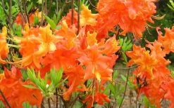 Frontier Gold Aromi Azalea (Rhododendron Hybrid) - 3 Gallon Pot -SHRUBS and BUSHES Store Native Azalea Frontier Gold 4 1
