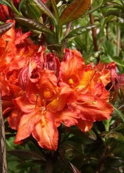 Mary Poppins Azalea (Rhododendron) - 5 Gallon Pot -SHRUBS and BUSHES Store Native Azalea Mary Poppins 5