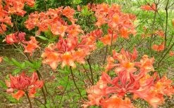 Mauvilla Gold Aromi Azalea (Rhododendron Hybrid) - 3 Gallon Pot -SHRUBS and BUSHES Store Native Azalea Mauvila Gold 1