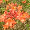 Mauvilla Gold Aromi Azalea (Rhododendron Hybrid) - 3 Gallon Pot