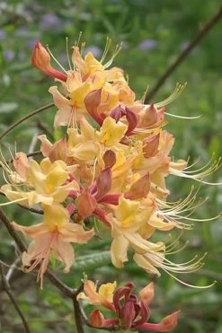 My Mary Native Azalea (Rhododendron) - 1 Gallon Pot -SHRUBS and BUSHES Store Native Azalea My Mary 10
