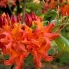 Oconee Native Azalea - Rhododendron Flammeum Speciosum - 3 Gallon Pot 2 Oconee Native Azalea - Rhododendron Flammeum Speciosum - 3 Gallon Pot -SHRUBS and BUSHES Store Native Azalea Oconee Flammeum 11