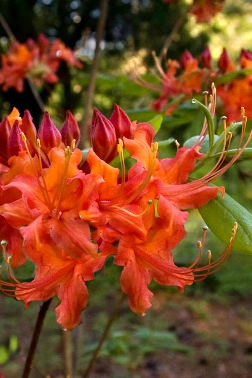 Oconee Native Azalea - Rhododendron Flammeum Speciosum - 3 Gallon Pot 3 Oconee Native Azalea - Rhododendron Flammeum Speciosum - 3 Gallon Pot