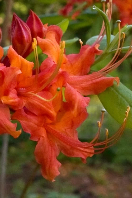 Oconee Native Azalea - Rhododendron Flammeum Speciosum - 3 Gallon Pot 6 Oconee Native Azalea - Rhododendron Flammeum Speciosum - 3 Gallon Pot - Image 4