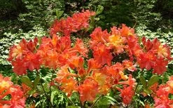 Oconee Native Azalea - Rhododendron Flammeum Speciosum - 3 Gallon Pot 12 Oconee Native Azalea - Rhododendron Flammeum Speciosum - 3 Gallon Pot -SHRUBS and BUSHES Store Native Azalea Oconee Flammeum 4