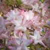 Pink Alabama Native Azalea - Rhododendron - 3 Gallon Pot -SHRUBS and BUSHES Store Native Azalea Pink Alabamense 4