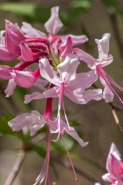 Pinxterbloom Azalea (Rhododendron Periclymenoides) - 3 Gallon Pot -SHRUBS and BUSHES Store Native Azalea Pinxterbloom 9