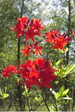 Radiant Red Aromi Azalea (Rhododendron Hybrid) - 2 Gallon Pot -SHRUBS and BUSHES Store Native Azalea Radiant Red 6 1