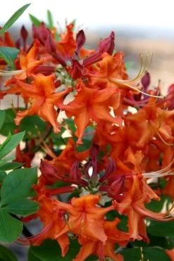 Red Pepper Aromi Azalea (Rhododendron Hybrid) - 3 Gallon Pot 11 Red Pepper Aromi Azalea (Rhododendron Hybrid) - 3 Gallon Pot -SHRUBS and BUSHES Store Native Azalea Red Pepper 1