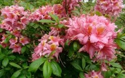 Samford Sorbet Native Azalea (Rhododendron) - 3 Gallon Pot -SHRUBS and BUSHES Store Native Azalea Samford Sorbet 1