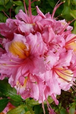 Samford Sorbet Native Azalea (Rhododendron) - 3 Gallon Pot -SHRUBS and BUSHES Store Native Azalea Samford Sorbet 10