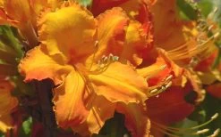 Solar Glow Sunbow Azalea - 2 Gallon Pot -SHRUBS and BUSHES Store Native Azalea Solar Glow 2