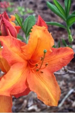 Solar Glow Sunbow Azalea - 2 Gallon Pot