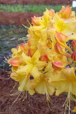 Solar Flare Sunbow Azalea - 3 Gallon Pot -SHRUBS and BUSHES Store Native Azalea Solor Flare Sunbow 2