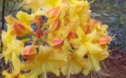 Solar Flare Sunbow Azalea - 3 Gallon Pot -SHRUBS and BUSHES Store Native Azalea Solor Flare Sunbow 3