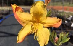 Spring Fanfare Aromi Azalea (Rhododendron Hybrid) - 3 Gallon Pot -SHRUBS and BUSHES Store Native Azalea Spring Fanfare 3