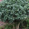 Wheeler's Cold Hardy Fragrant Tea Olive (Osmanthus) - 3 Gallon Pot 1 Wheeler's Cold Hardy Fragrant Tea Olive (Osmanthus) - 3 Gallon Pot -SHRUBS and BUSHES Store Osmanthus Carl Wheeler 10