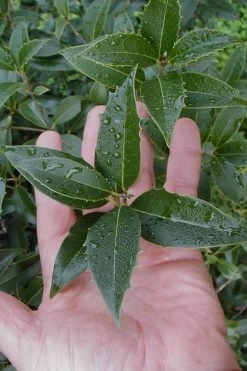 Wheeler's Cold Hardy Fragrant Tea Olive (Osmanthus) - 3 Gallon Pot -SHRUBS and BUSHES Store Osmanthus Carl Wheeler 6