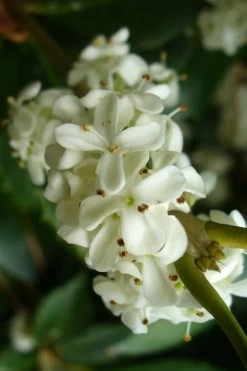 Wheeler's Cold Hardy Fragrant Tea Olive (Osmanthus) - 3 Gallon Pot -SHRUBS and BUSHES Store Osmanthus Carl Wheeler 9