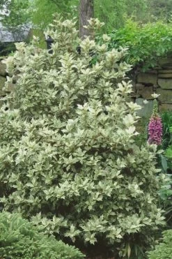 Goshiki Osmanthus (Variegated False Holly) - 7 Gallon Pot -SHRUBS and BUSHES Store Osmanthus Goshiki 20