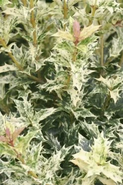 Goshiki Osmanthus (Variegated False Holly) - 5 Gallon Pot -SHRUBS and BUSHES Store Osmanthus Goshiki 21 1