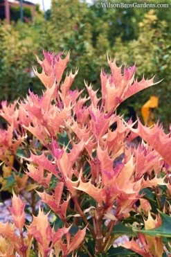 Party Lights Pink Flush Tea Olive - Osmanthus Heterophyllus - 5 Gallon Pot -SHRUBS and BUSHES Store Osmanthus Party Lights 11