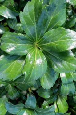 Green Sheen Pachysandra - Japanese Spurge - 18 Count Flats Of Pint Pots