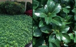 Green Sheen Pachysandra - Japanese Spurge - 18 Count Flats Of Pint Pots -SHRUBS and BUSHES Store Pachysandra Green Sheen Combo