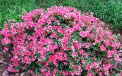 Chinzan Dwarf Azalea - 1 Gallon Pot 12 Chinzan Dwarf Azalea - 1 Gallon Pot -SHRUBS and BUSHES Store Picture Azalea Chinzan 2