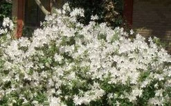 Mrs. G.G. Gerbing White Southern Indica Azalea - 3 Gallon Pot 12 Mrs. G.G. Gerbing White Southern Indica Azalea - 3 Gallon Pot -SHRUBS and BUSHES Store Picture Azlea GG Gerbing 1
