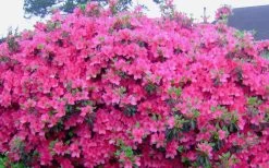 Judge Solomon Southern Indica Azalea - 1 Gallon Pot -SHRUBS and BUSHES Store Picture Azlea Judge Solomon Flowers