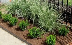 Baby Gem Boxwood - 3 Gallon Pot 14 Baby Gem Boxwood - 3 Gallon Pot -SHRUBS and BUSHES Store Picture Boxwood Baby Gem Edger 2