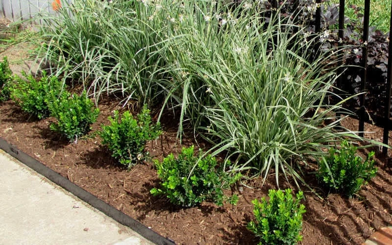 Baby Gem Boxwood - 1 Gallon Pot 7 Baby Gem Boxwood - 1 Gallon Pot - Image 5