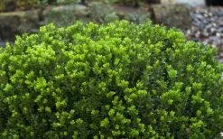Baby Gem Boxwood - 1 Gallon Pot 16 Baby Gem Boxwood - 1 Gallon Pot -SHRUBS and BUSHES Store Picture Boxwood Baby Gem Leaves